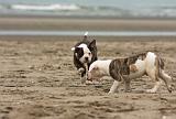 BOULEDOGUE AMERICAIN 244